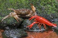 A field crab Parathelphusa convexa is ready to attack a crayfish Cherax quadricarinatus when they meet on a moss-covered rock Royalty Free Stock Photo