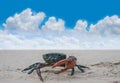 Field crab on the sand with blurred the beautiful blue sky and cloud Royalty Free Stock Photo