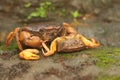 A field crab shows an expression ready to attack.