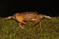 A field crab shows an expression ready to attack.