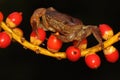 A field crab shows an expression ready to attack.