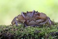 A field crab shows an expression ready to attack.