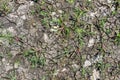 Field with cracked earth and green grass. Agriculture, plant. Ba Royalty Free Stock Photo