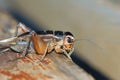 Field cricket Royalty Free Stock Photo