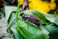 Field Cricket Royalty Free Stock Photo