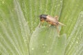 A field cricket is foraging in the bushes. Royalty Free Stock Photo