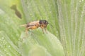 A field cricket is foraging in the bushes. Royalty Free Stock Photo