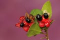 A field cricket is foraging in a mickey mouse bush flower cluster. Royalty Free Stock Photo