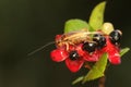 A field cricket is foraging in a mickey mouse bush flower cluster. Royalty Free Stock Photo