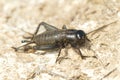 Field Cricket (Gryllus) Royalty Free Stock Photo