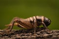 The field cricket - Gryllus campestris on the eath Royalty Free Stock Photo