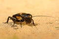 Field cricket - Gryllus campestris Royalty Free Stock Photo