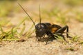 Field cricket - Gryllus campestris Royalty Free Stock Photo