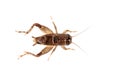 The Field Cricket Gryllus isolated on white background