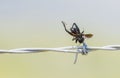 Field Cricket Impaled on Barbed Wire by a Loggerhead Shrike Royalty Free Stock Photo