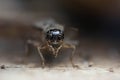 Field cricket insects close-up. Grig head with eyes. Macro