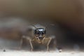 Field cricket insects close-up. Grig head with eyes. Macro