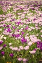 Field of croci Royalty Free Stock Photo