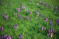 Field of crocus Royalty Free Stock Photo