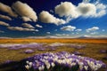 a field of crocus blooming in springtime, with a clear blue sky and fluffy clouds Royalty Free Stock Photo