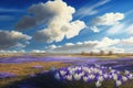 a field of crocus blooming in springtime, with a clear blue sky and fluffy clouds Royalty Free Stock Photo