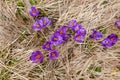 Field of crocus flowers blooming on the mountains hill. Rare plants in wildlife, springtime. Royalty Free Stock Photo