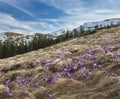 Field of crocuses with mountains at the background Royalty Free Stock Photo