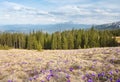 Field of crocuses with mountains at the background. Royalty Free Stock Photo