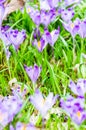 The field with crocuses in the wild nature