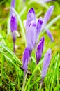 The field with crocuses in the wild nature