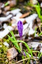 The field with crocuses in the wild nature