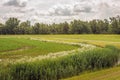 Field with a crop sown in rows recently