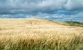 Field of crop under the influence of glyphosate