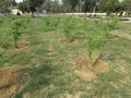 This is field crop vegitable lemon  orchard at KVK Mathura Royalty Free Stock Photo