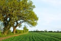 Field of Crops Royalty Free Stock Photo