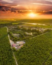 Field crops covered in greenery during a breathtaking sunrise in Mao, the Dominican Republic