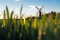 Field crops growing in front of a windmill