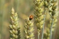 A field of crops. Ladybug wheat ears on a sunny day. Royalty Free Stock Photo