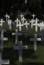 Field of crosses