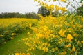 Field of Crotalaria Juncea or sunn hemp Royalty Free Stock Photo