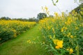 Field of Crotalaria Juncea or sunn hemp Royalty Free Stock Photo