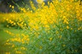 Field of Crotalaria Juncea or sunn hemp Royalty Free Stock Photo