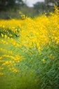 Field of Crotalaria Juncea or sunn hemp Royalty Free Stock Photo