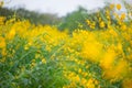 Field of Crotalaria Juncea or sunn hemp Royalty Free Stock Photo