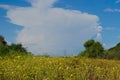 Field of Crown Daisies with Thunderhead Cloudqq