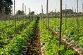 Field of Cucumber green leaves vegetable plantation farm land Royalty Free Stock Photo