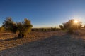 A field of cultivated olive oil trees during sunset in Spain