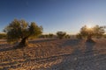 A field of cultivated olive oil trees during sunset in Spain