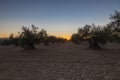 A field of cultivated olive oil trees during sunset in Spain