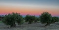 A field of cultivated olive oil trees during sunset in Spain